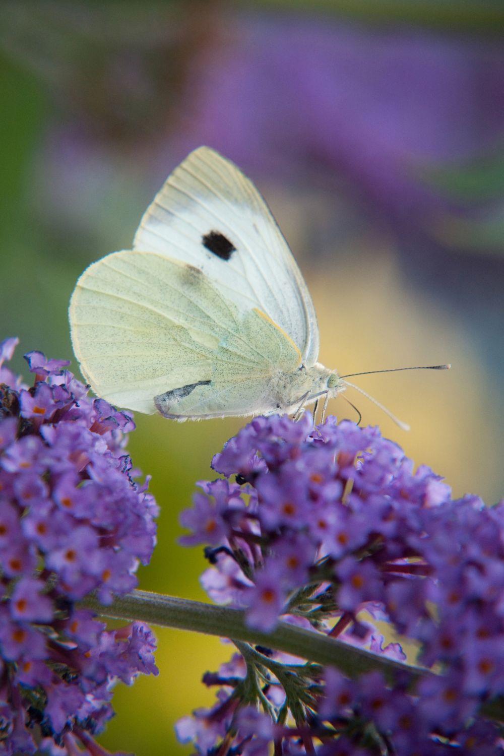 White butterfly meaning