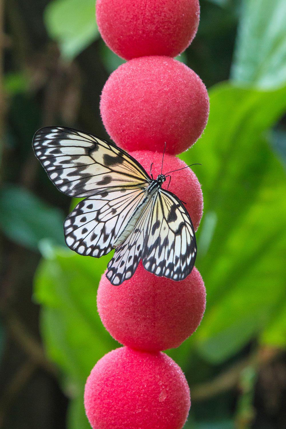 White butterfly's meaning