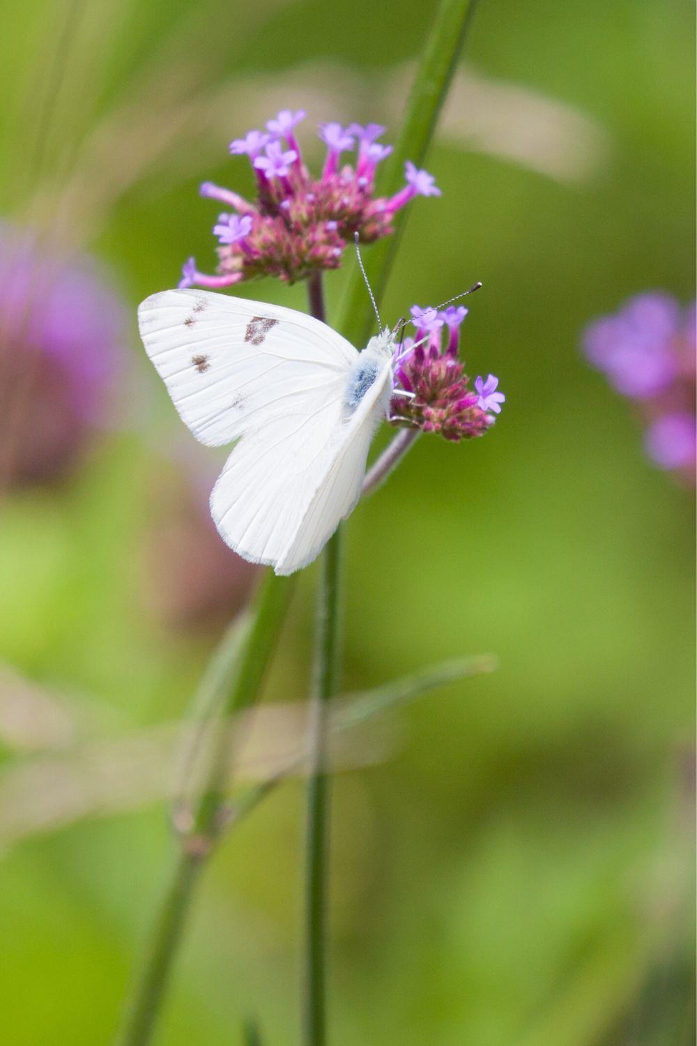 White butterfly