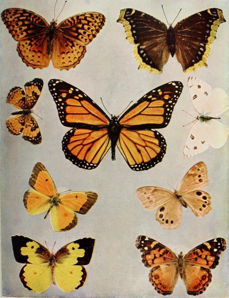 Orange butterflies