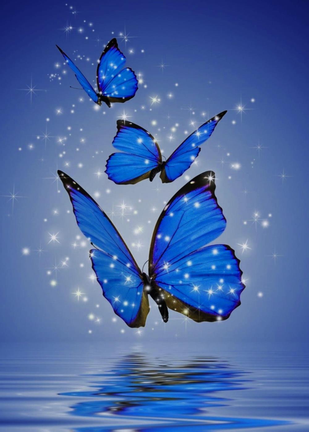 Blue butterflies